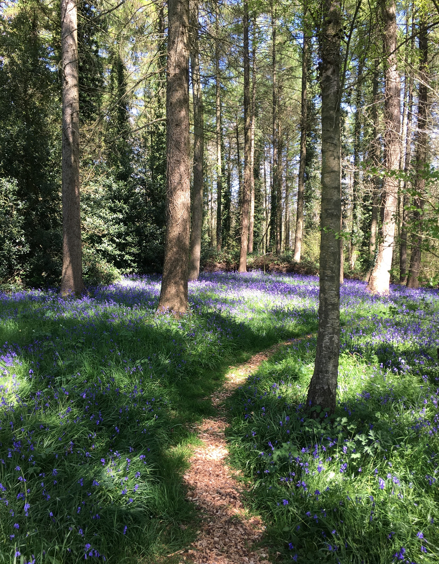 Spring, netwalking, walking, bluebells, woodland walks, community, creative and wellbeing female entrepreneurs 