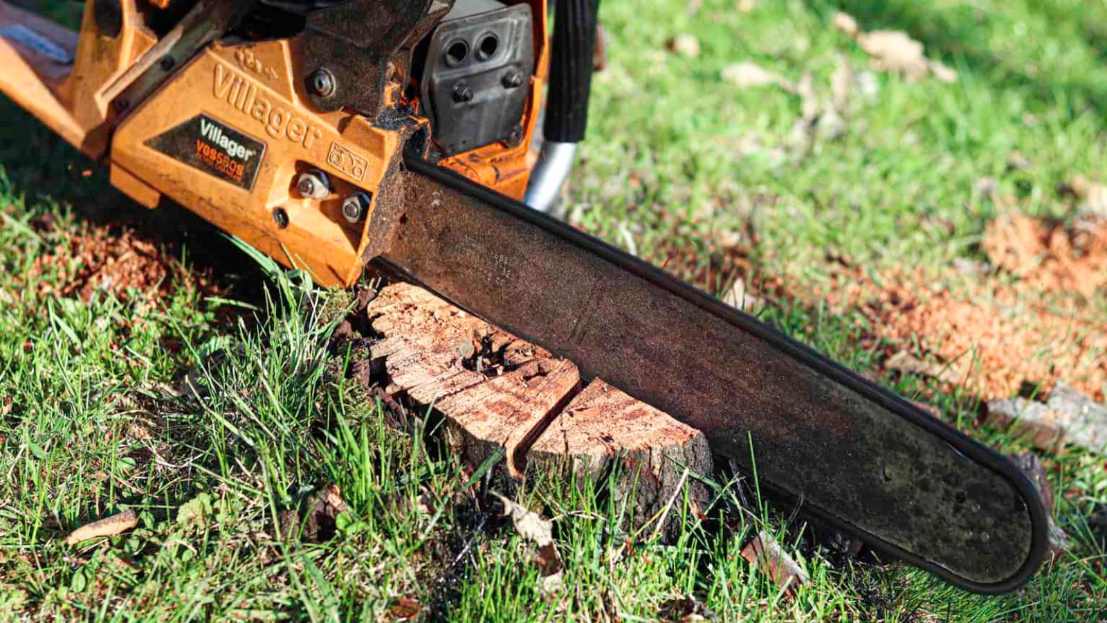 stump grinding jackson tn stump grinding jackson tn