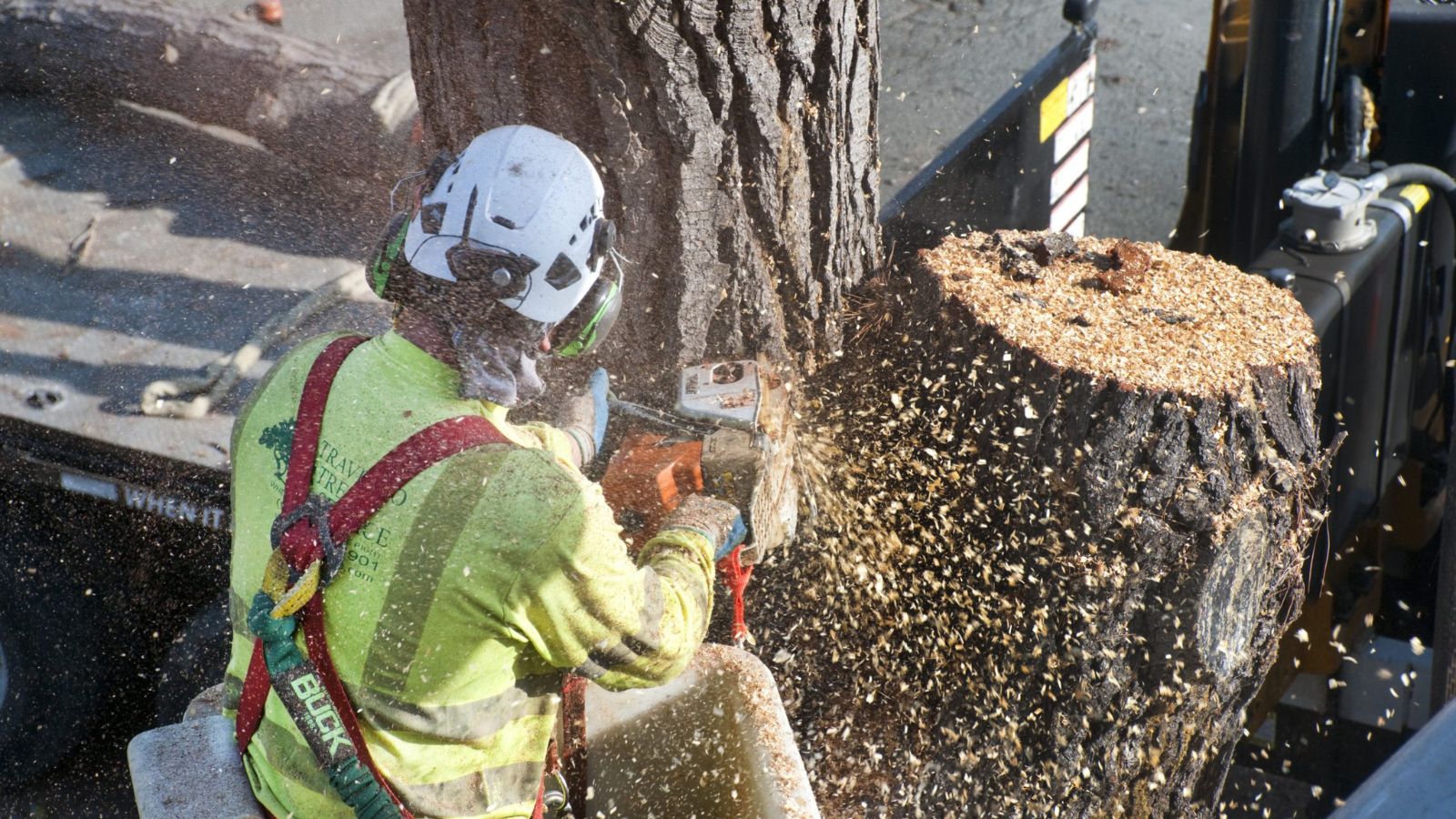 stump removal stump removal