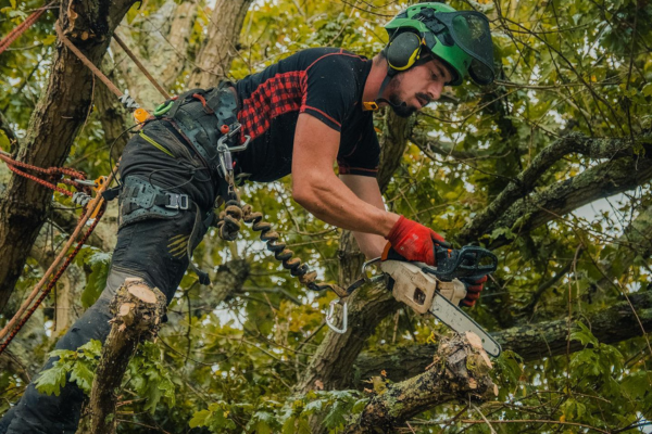 Why You Should Hire a Certified Arborist for Tree Care in Jackson, TN Why You Should Hire a Certified Arborist for Tree Care in Jackson, TN