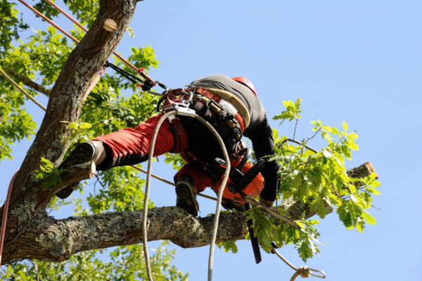 tree trimming services tree trimming services
