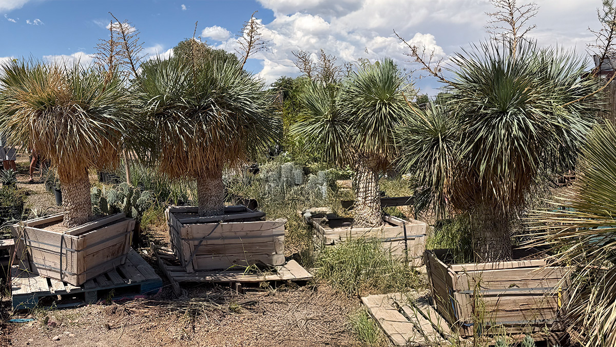 Multi-head Yucca Rostrata