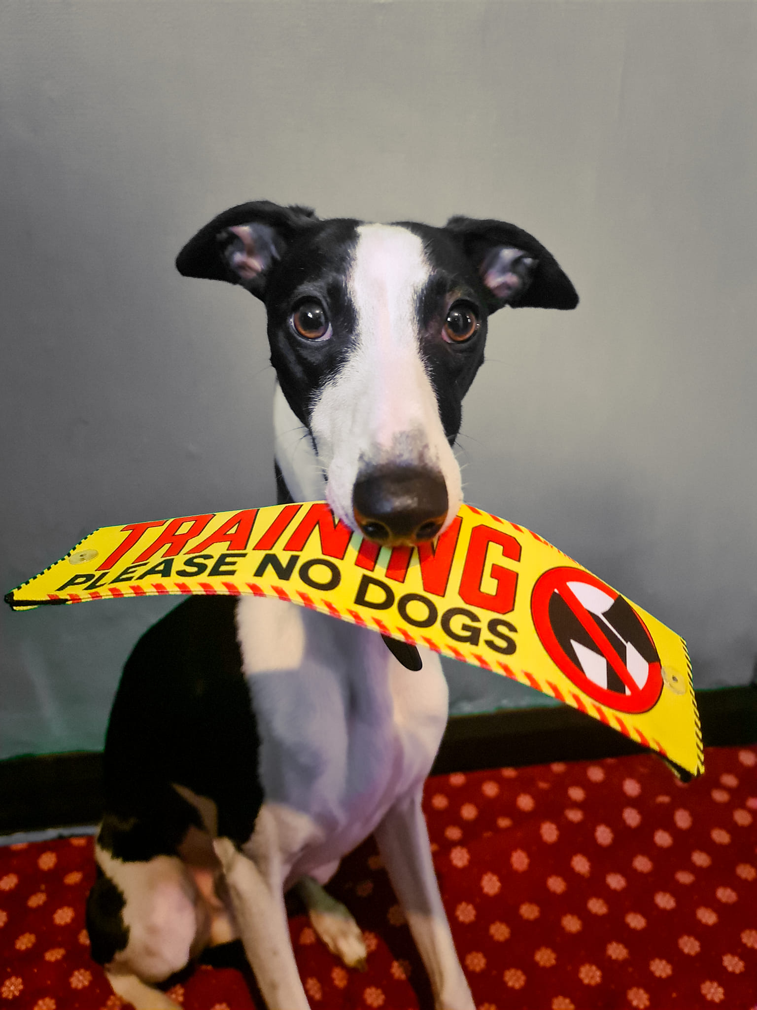 Whippet Reactivity Myths Busted: What Your Dog’s Barking Really Means