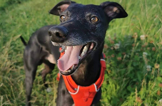 Whippet Recall Problems? 3 Reasons Your Dogs Recall Is Flopping