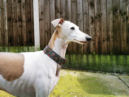 Reactive Whippet? Understanding Reactivity and How to Help Your Dog