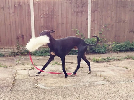 Channeling Prey Drive WIth Toys