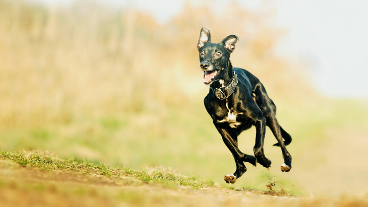 How to Train Your Whippet Recall | Proven Tips for Off-Lead Freedom