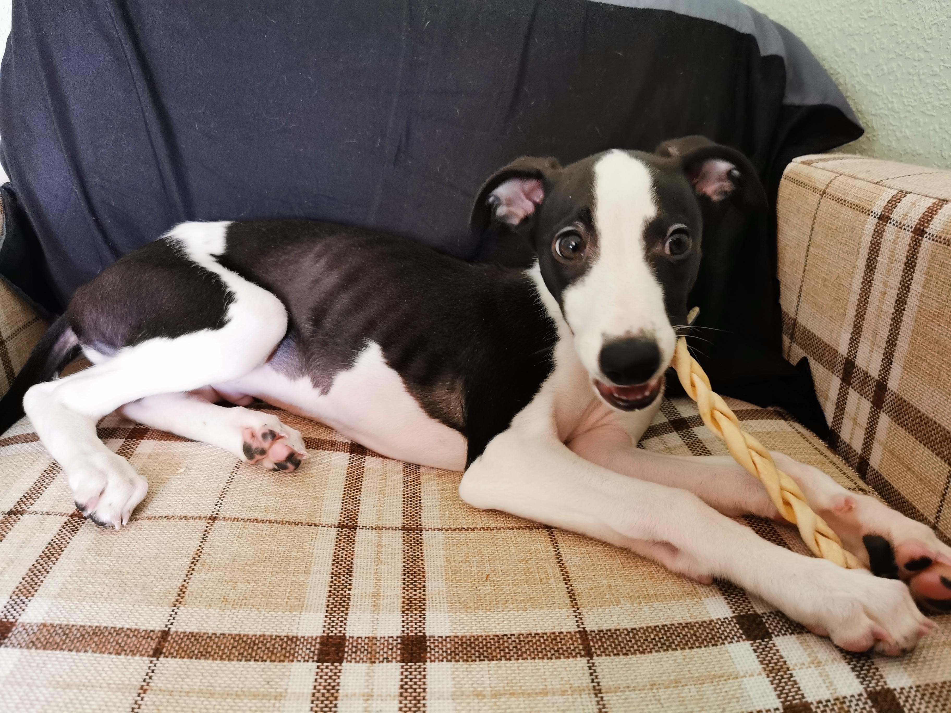 Stop Whippet Puppy Nipping 