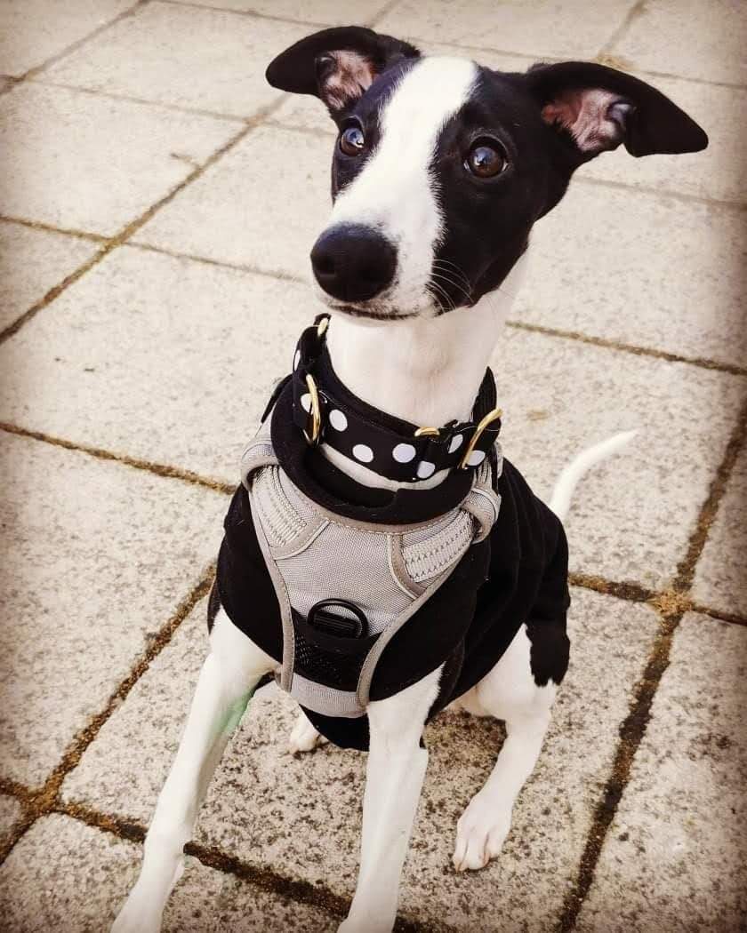 Whippet Puppy Training Tips