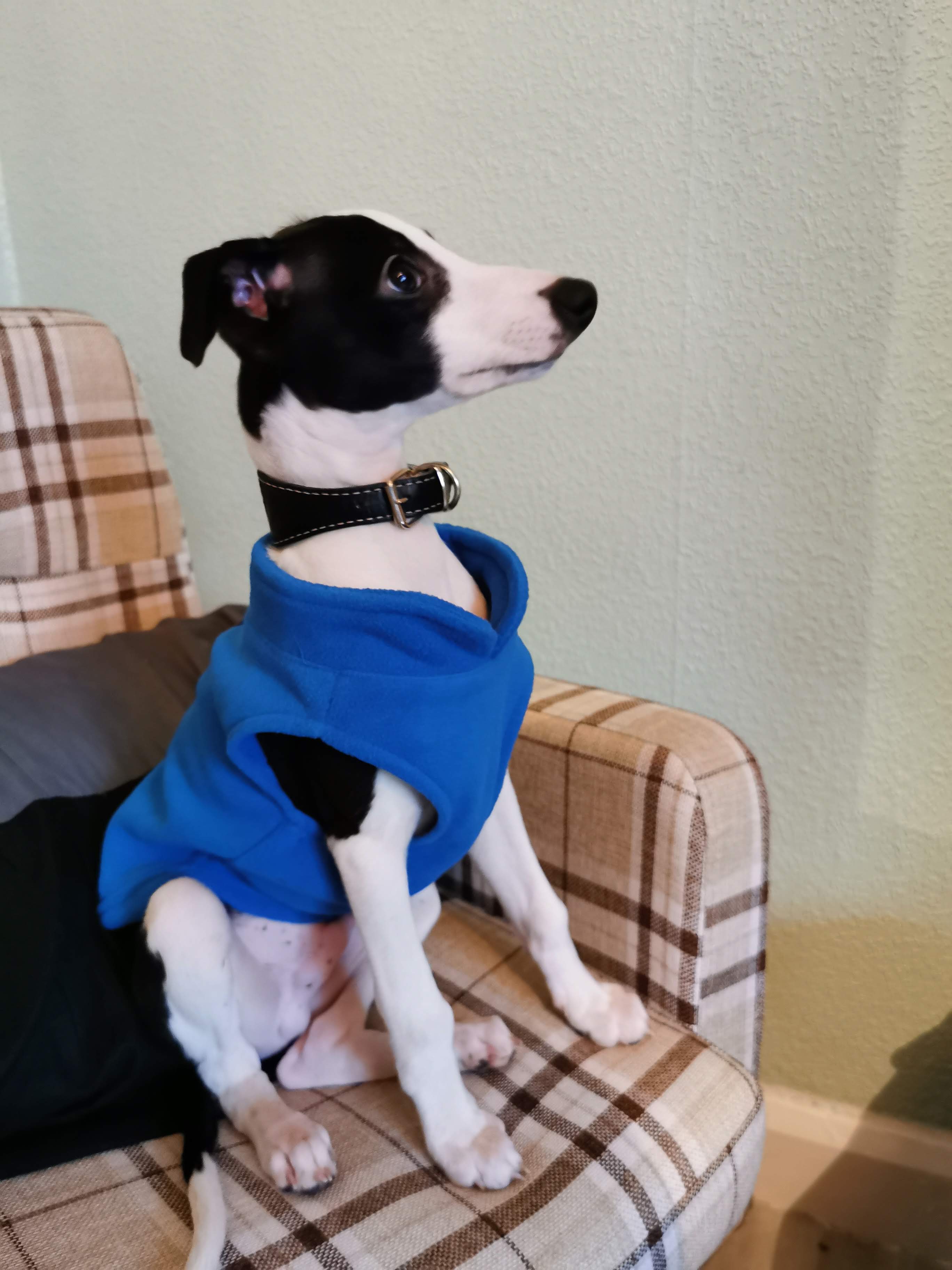 How to Train Your Whippet Puppy 