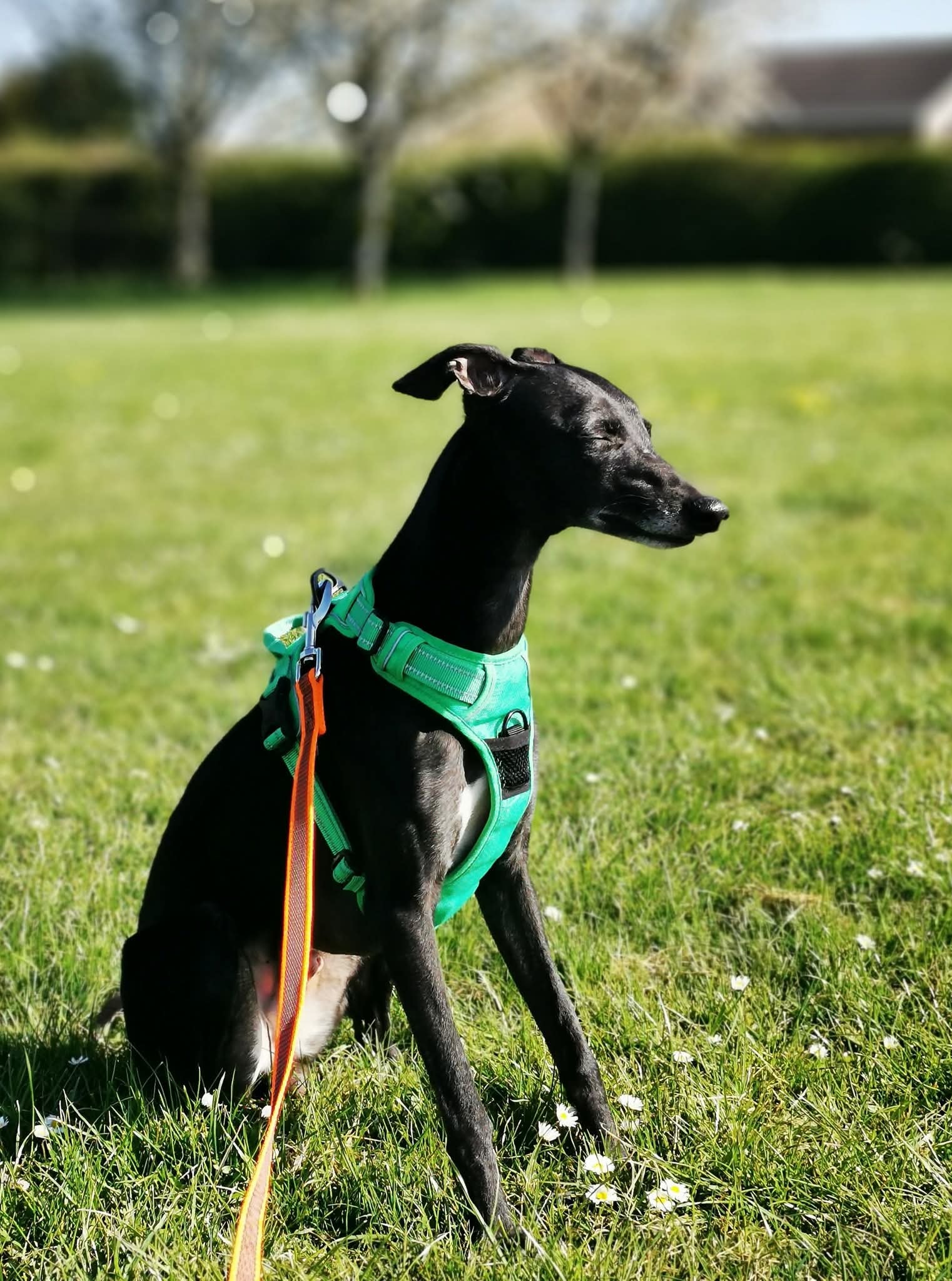 How to Stop Your Whippet Scavenging Using The Magic Word Game