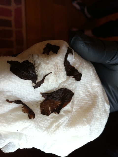 brown matter cleaned out of an ice maker in a home