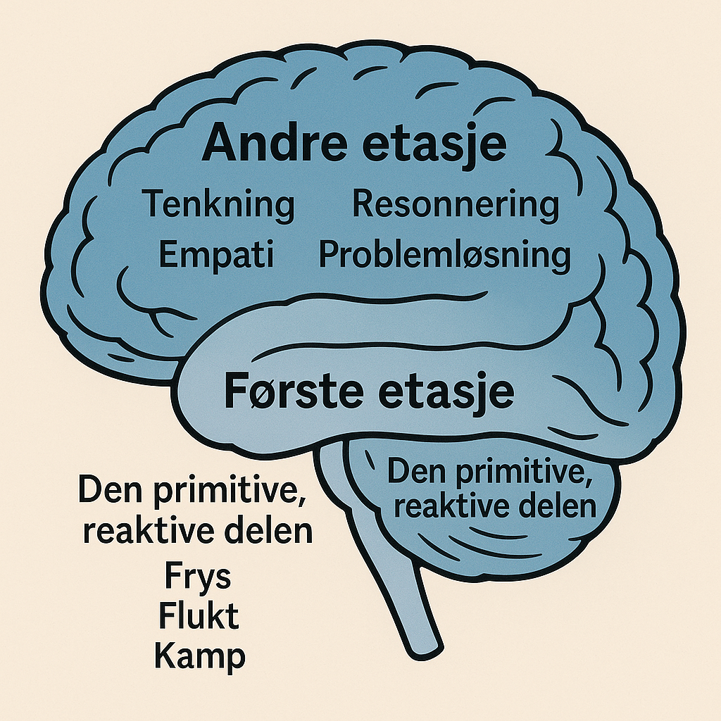 Illustrasjon av hjernen delt i to etasjer: "Andre etasje" viser tenkning, resonnering, empati og problemløsning, mens "Første etasje" representerer den primitive, reaktive delen med frys-, flukt- og kamprespons. Illustrasjon av hjernen delt i to etasjer: "Andre etasje" viser tenkning, resonnering, empati og problemløsning, mens "Første etasje" representerer den primitive, reaktive delen med frys-, flukt- og kamprespons.