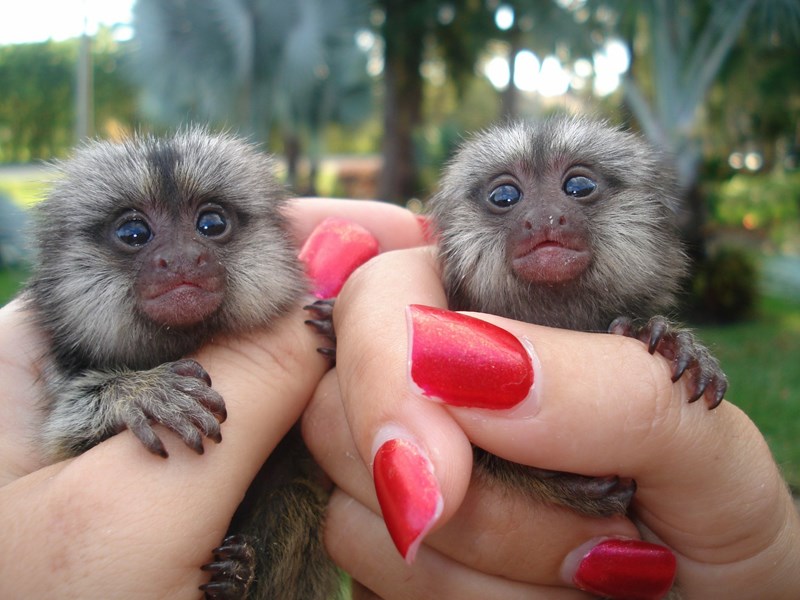 Baby Pocket Monkeys Baby Pocket Monkeys