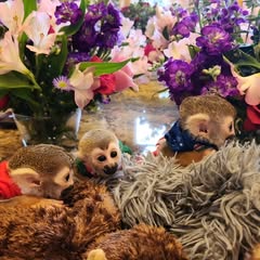 monkeys at a wedding monkeys at a wedding