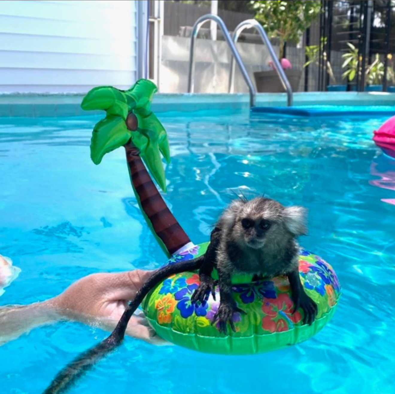 monkey enjoying the pool