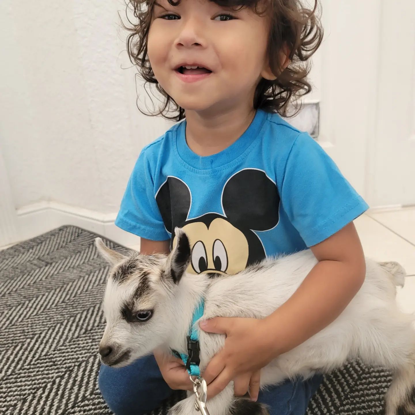 young boy with calm goat young boy with calm goat