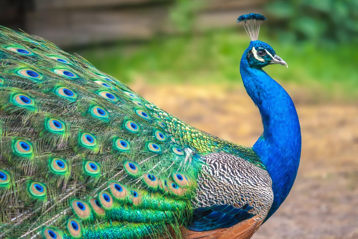 majestic peacock majestic peacock