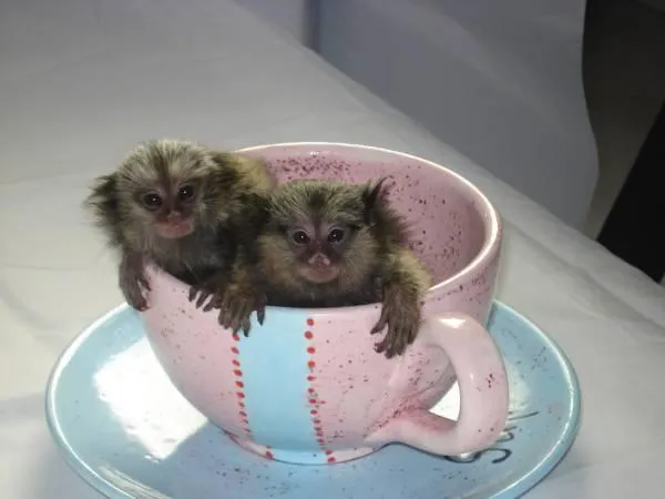 cute monkeys in a teacup