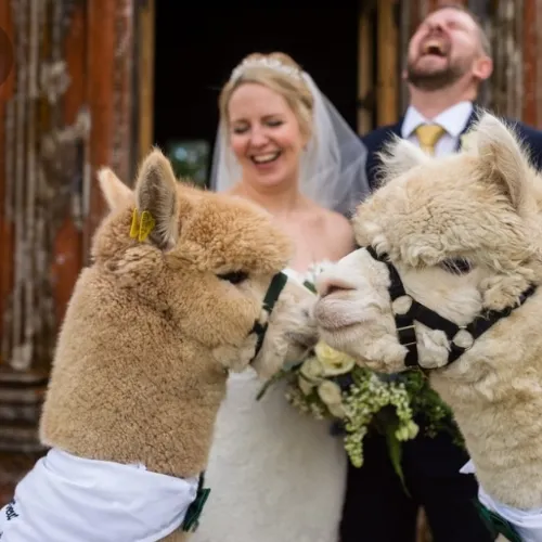 wedding with alpacas creating Instagram magic wedding with alpacas creating Instagram magic