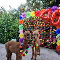 40th birthday with Exotic Animal Parties 40th birthday with Exotic Animal Parties