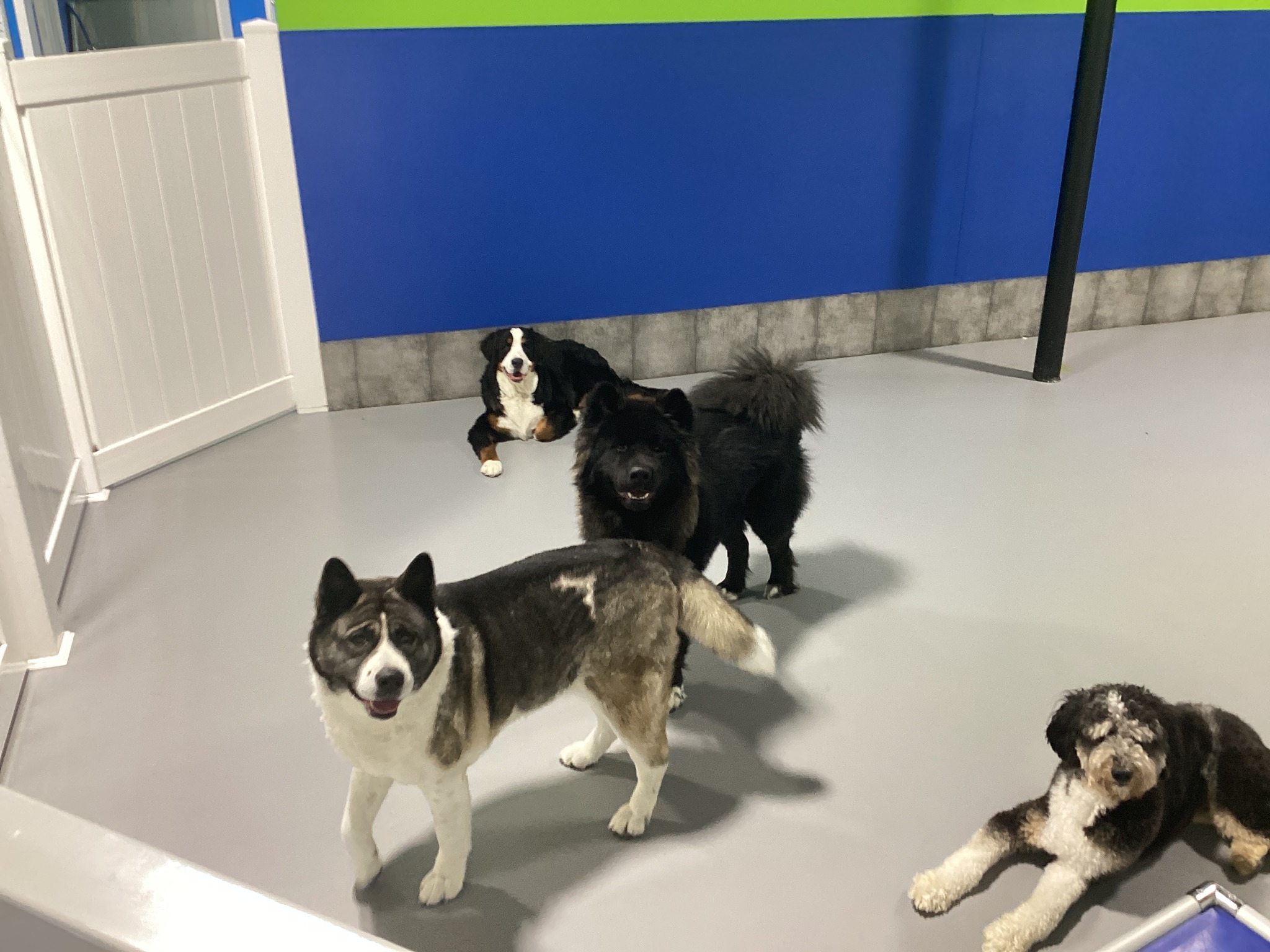 Learn 10 simple tips to keep your dog happier and healthier.