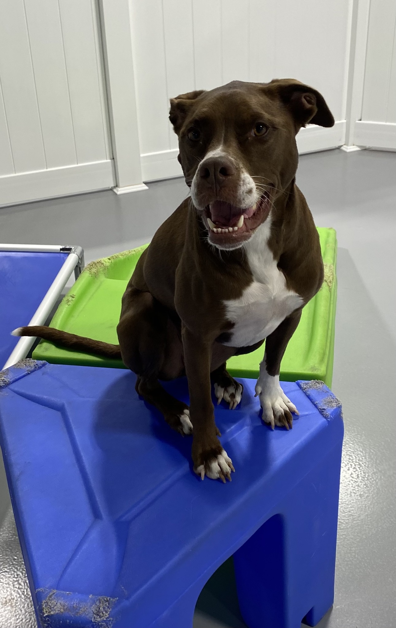  Ditch the Retractable Leash
