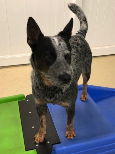 ANXIETY MAKES ADOPTION TOUGH