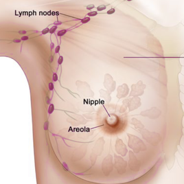 Female breast anatomy Female breast anatomy