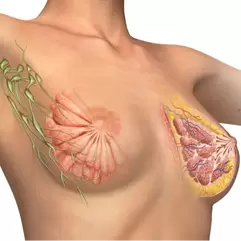 3d Diagram of the breast anatomy 3d Diagram of the breast anatomy