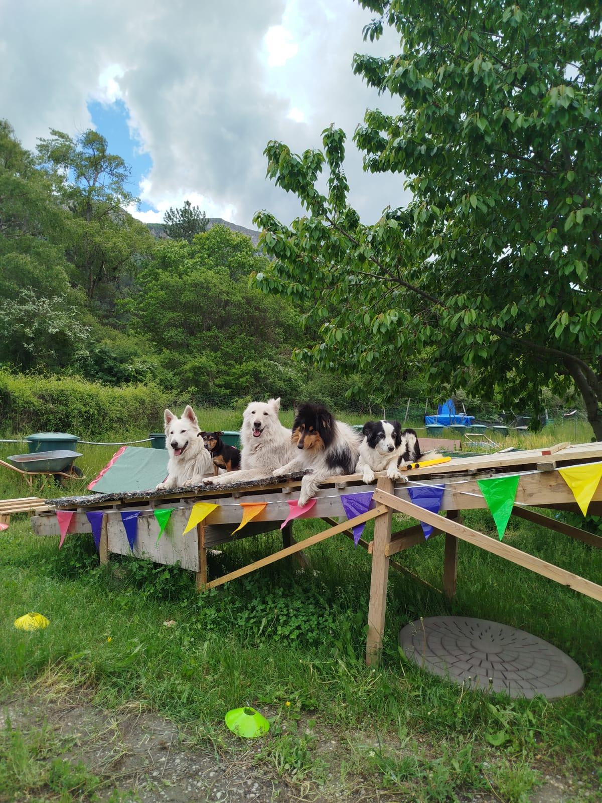 Groupe de chiens sur passerelle d'obéjump
