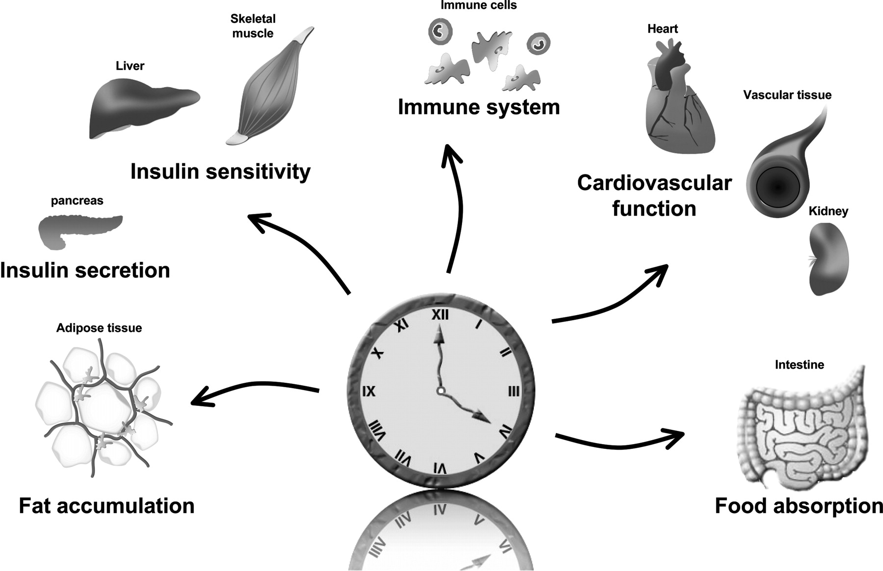 Disrupted Metabolism