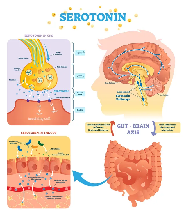 the gut and brain connection