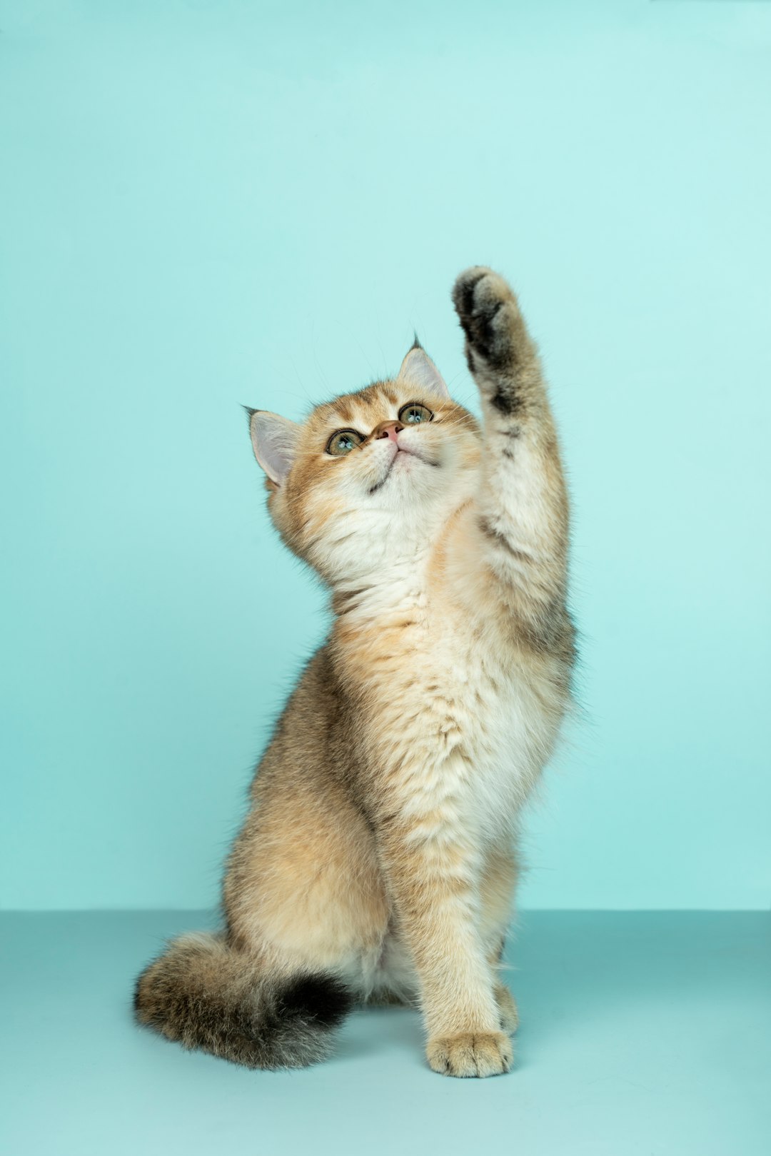cat reaching