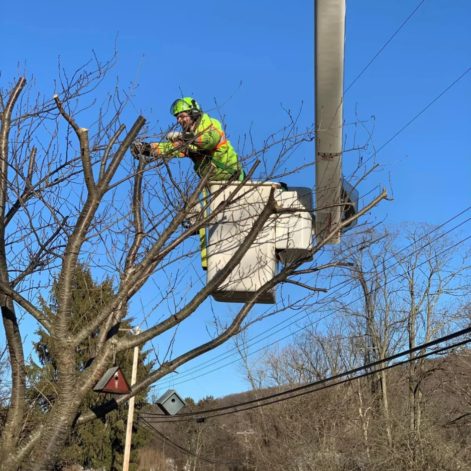 Tree Tree