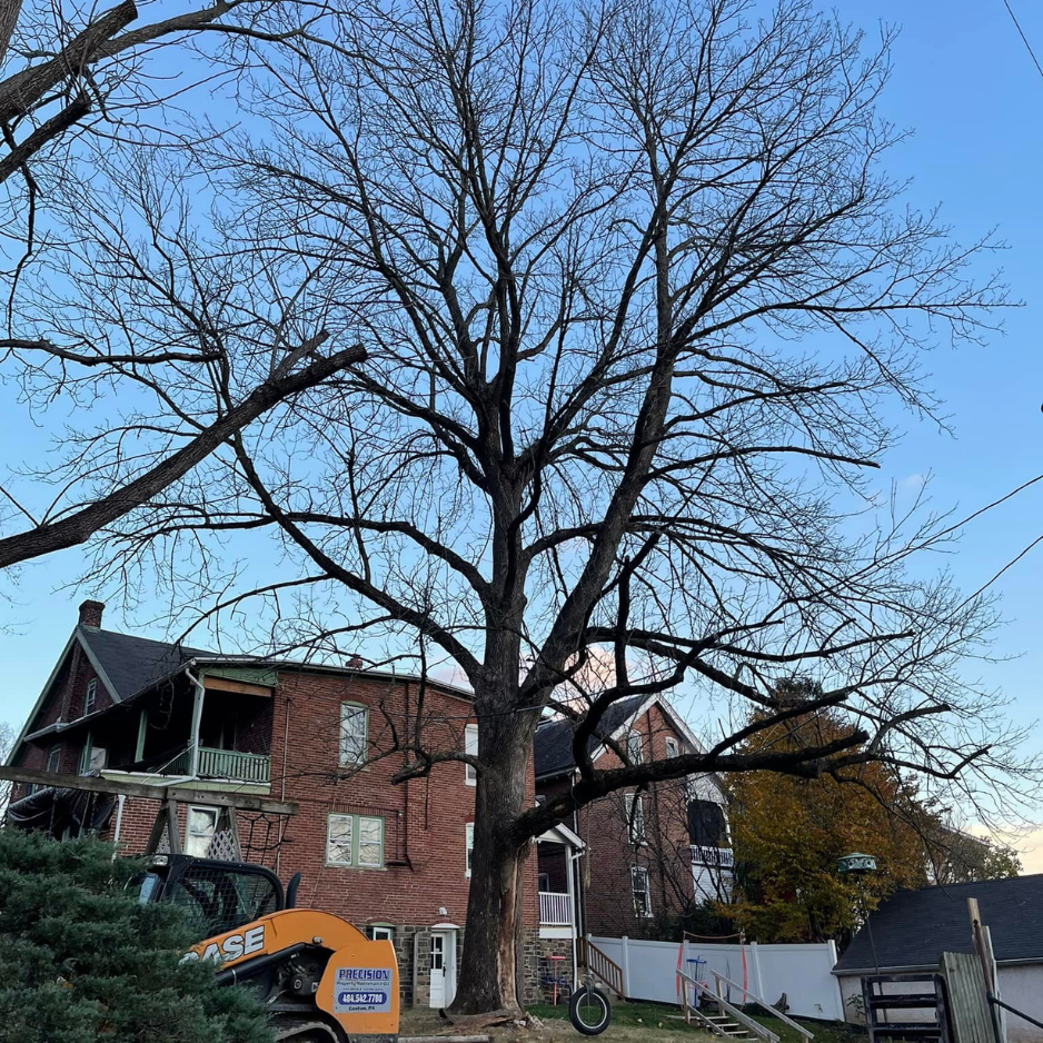 Tree Tree