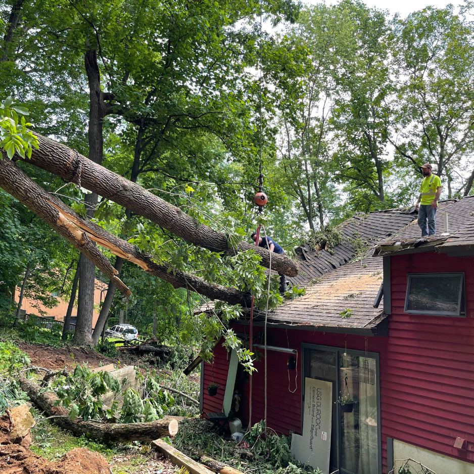 1. Over-Pruning or Bad Pruning 1. Over-Pruning or Bad Pruning