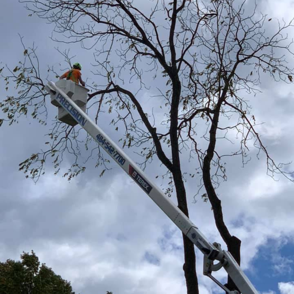 Tree Tree