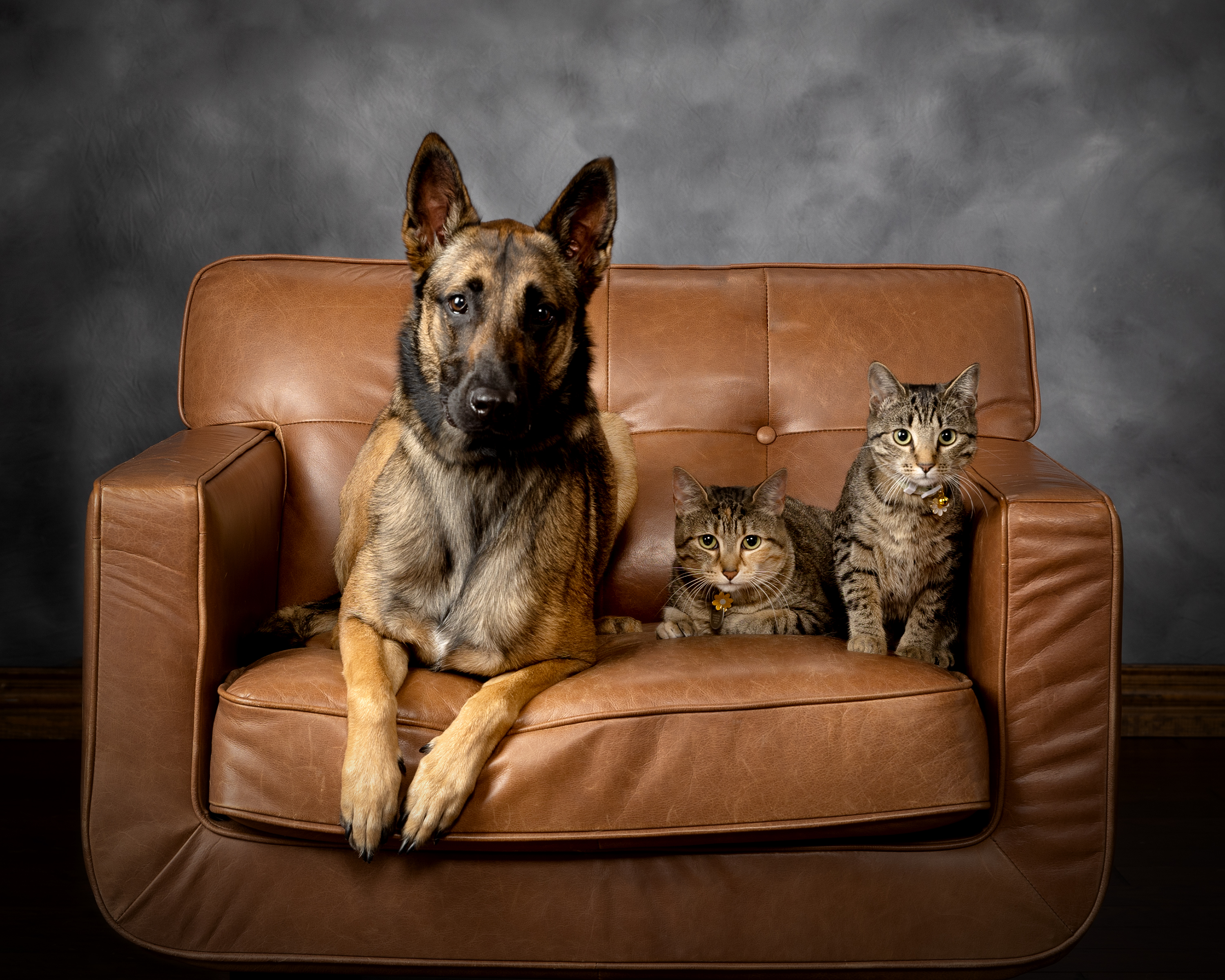 german shepard pets