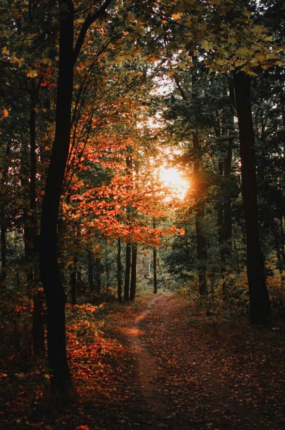 Herbstessen-Herbswald-evakristandl