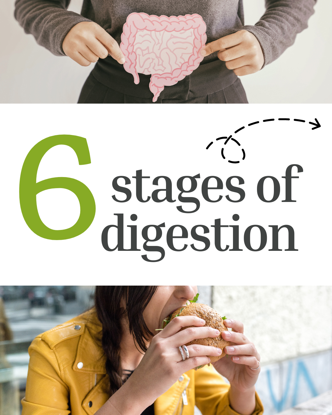 6 Stages of Digestion