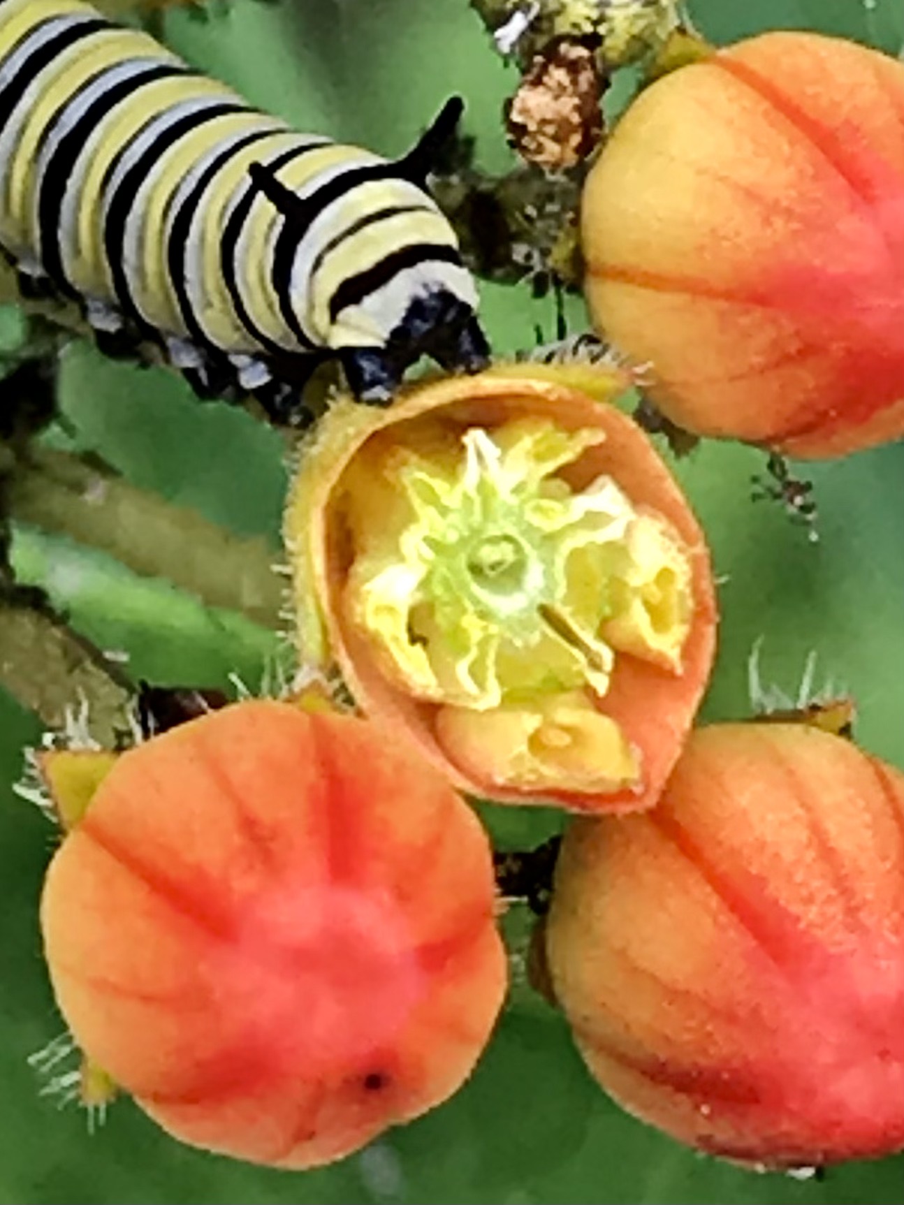 Monarch caterpillar eating a native perennial: butterfly milkweed.