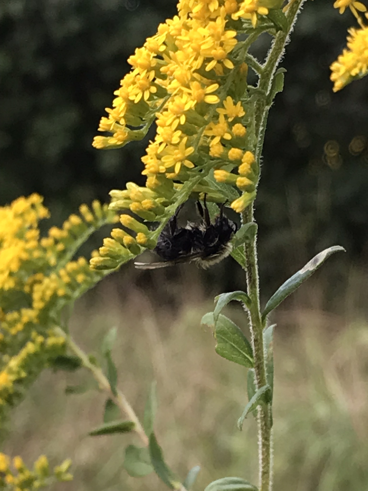 Native Goldenrod with bumblebee