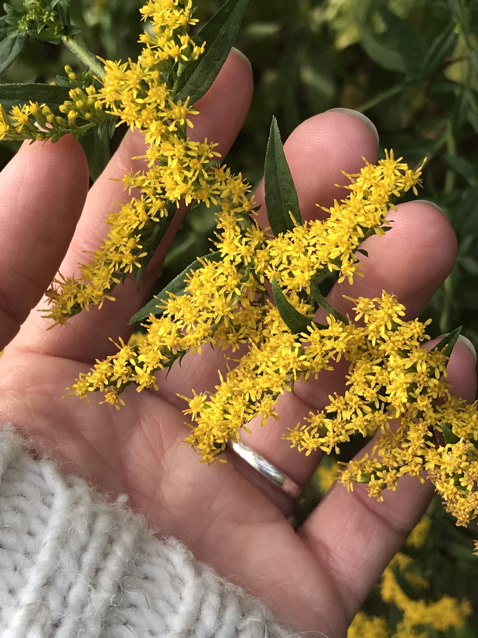 Native Goldenrod (yellow flower)