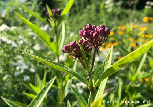 Image of swamp milkweed with pink flowers in bloom