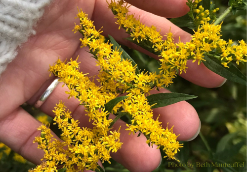 Goldenrod in hand in a certified wildlife habitat