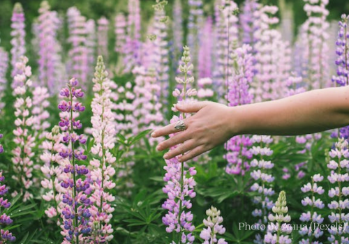 Hand reaching out to touch Lupine purple flowers in bloom