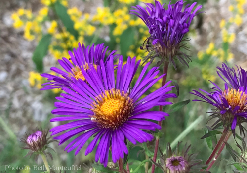 Purple New England Aster flowers with Yellow Goldenrod in background show complementary color scheme