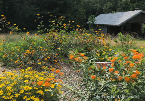 Yellow and orange blooms show an analogous color scheme for garden design