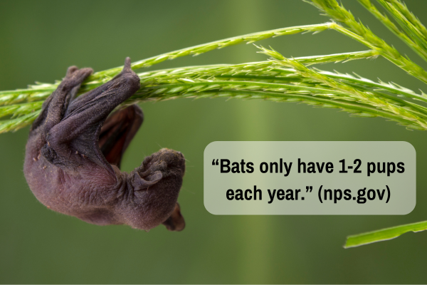 Baby bat holds onto grass with text "Bats only have 1-2 pups each year. (nps.gov)"